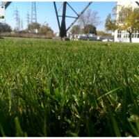 Озеленяване Пловдив услуги