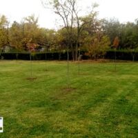 Услуги озеленяване